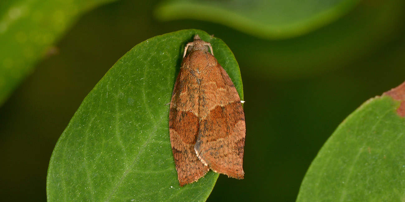 Pandemis cinnamomeana - Tortricidae? No, Pandemis heparana